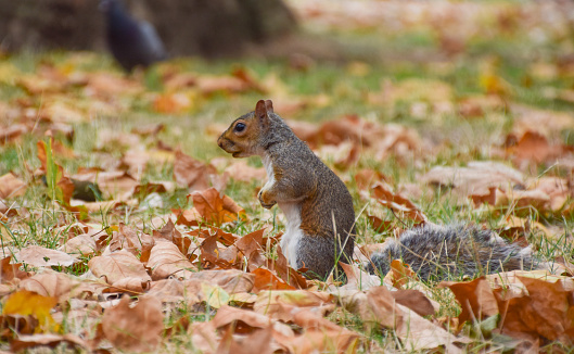 A grey squirrel looks for nuts among fallen yellow and brown leaves in a park in London, UK