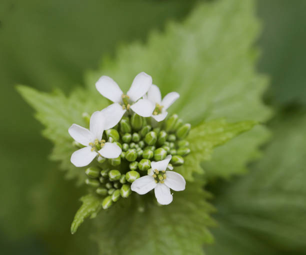 Variable, short to tall, usually unbranched biennial, hairy plant. Leaves pale green, kidney-shaped to heart-shaped, toothed, smelling of garlic when crushed. Flowers white, 3-5mm. Fruit 20-70mm, erect.Habitat: Hedgerows, woodland margins, scrub, roadsides and waste ground, generally on calcareous or base-rich soils. Often gregarious.Flowering Season: April-June.Distribution: Throughout Europe, except the Faeroes, Iceland and Spitsbergen.This is a common Species in the described Habitats in the Netherlands.