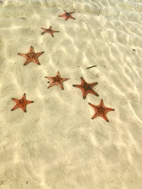A couple of sea stars in the water