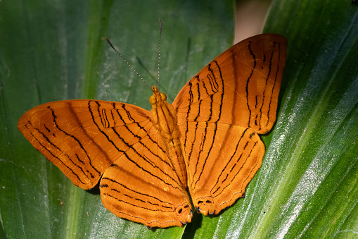 The common Maplet (Chersonesia risa) standing on a leaf, this orange stripped butterfly is living in South-East Asia.