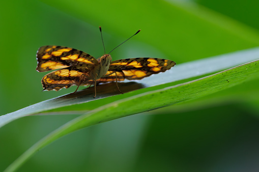 Butterfly Symbrenthia lilaea, the peninsular jester, standing on a blade of grass, Thailand