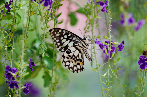 Papilio demoleus, The Lime Butterfly, gathering nectar from Sky flowers, Duranta erectaneeds, Thailand