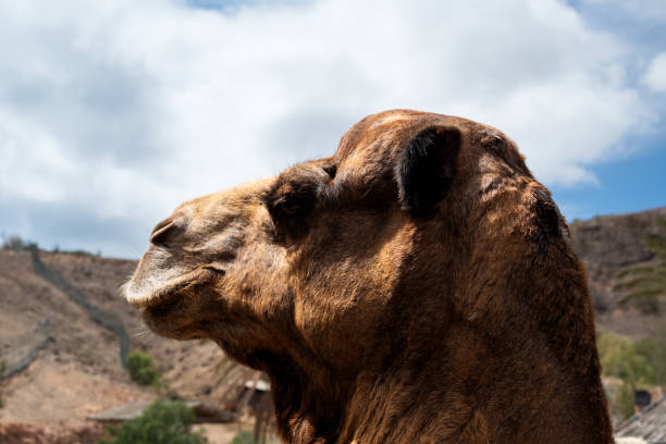 portrait of a dromedary