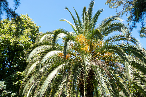 Palm trees under blue sky.