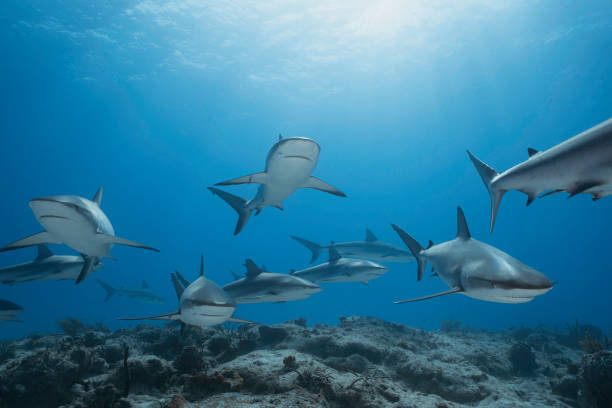 caribbean reef sharks - haai fotos stockfoto's en -beelden