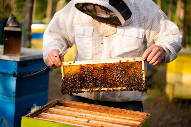 istock Beekeeper works on the beehives 2148717635