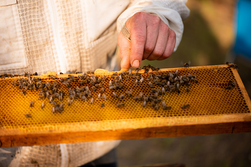 Beekeeper works on the beehives. Doing different activities in order to keep the beehives in good condition