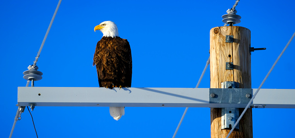 Bald eagle perched on power pole with blue sky looking fierce hunting