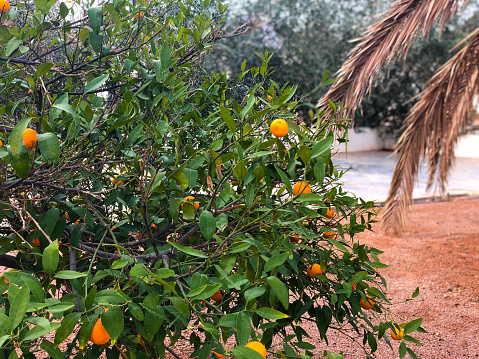 Orange tree in a farm in Hail, Saudi Arabia photo