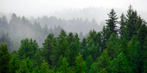 istock Rainy Lush Green Pine Tree Forest Forrest in Wilderness Mountains 2148718033