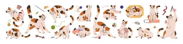 Vector illustration of Different postures of cat body language set. Cute kitten plays, lying, relaxes, seeking attention, angry. Happy kitty expression emotions. Pet communication. Flat isolated vector illustration on white