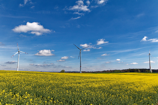 wind turbine in the rapeseed field