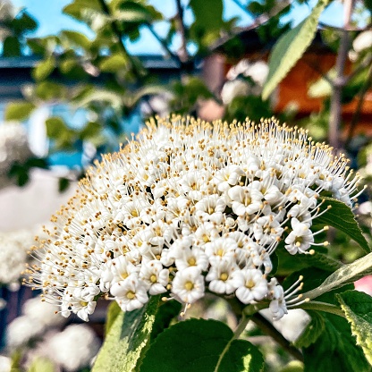 Spiraea latifolia, commonly known as broadleaf meadowsweet, is a shrub in the family Rosaceae. It has often been treated as a variety of Spiraea alba (white or narrowleaf meadowsweet).