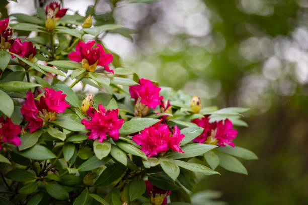 Spring landscape in the park with ponds, avenues and blooming magnolias and colorful rhododendrons
