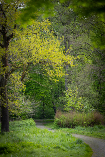 istock Spring landscape in the park in the morning 2148720560