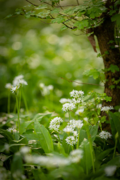 istock Spring landscape in the morning park 2148720828