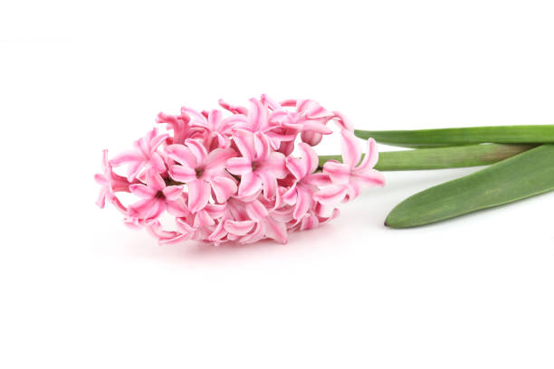 istock Flower hyacinth isolated on white background. 2148721423