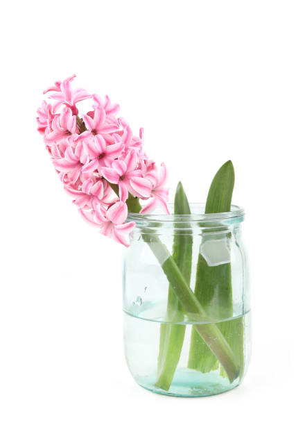 Single pink spring flower hyacinthus.