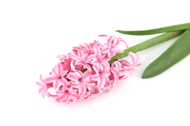 istock Flower hyacinth isolated on white background. 2148721469