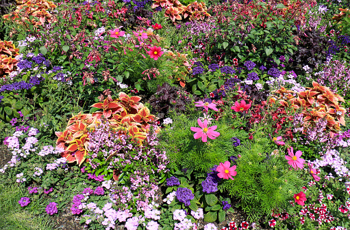 Garden with many beautiful and colorful flowers in a flowerbed