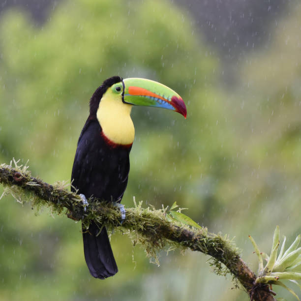 istock Keel-billed toucan or Rainbow-billed toucan 2148722073