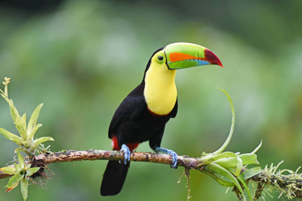 istock Keel-billed toucan or Rainbow-billed toucan 2148722074