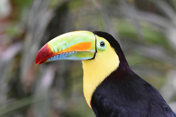 Including its bill, the keel-billed toucan ranges in length from around 42 to 55 cm (17 to 22 in). Their large and colorful bill averages around 12–15 cm (4.7–5.9 in), about one-third of its length. While the bill seems large and cumbersome, it is in fact a spongy, hollow bone covered in keratin, a very light and hard protein.
