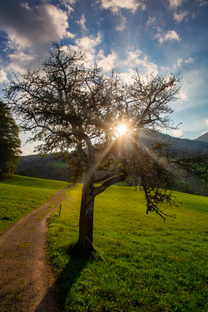 Sunrays shine through the branches of a tree next to a hiking trail
