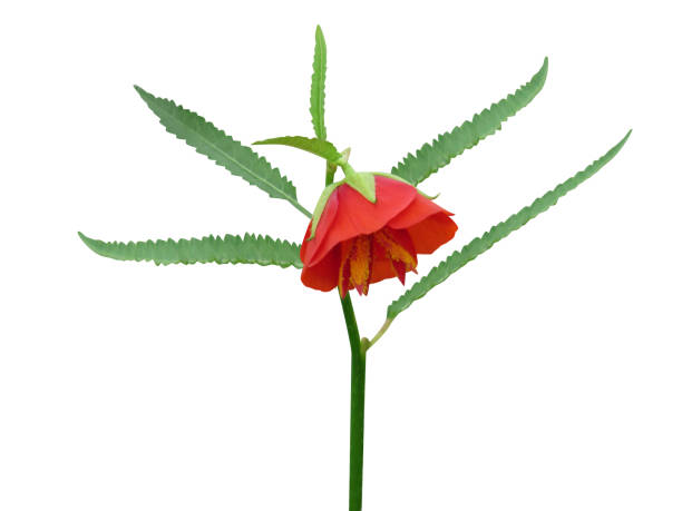 istock Pentapetes phoenicea or Pentapetes 2148722146