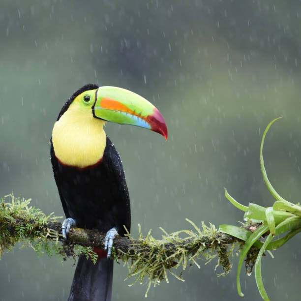 istock Keel-billed Toucan (Ramphastos sulphuratus) perching on a mossy branch 2148722186