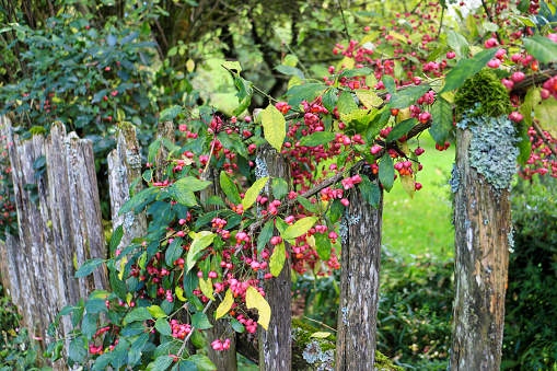 Old wooden fence with a branch of common spindle (Euonymus europaeus) plant growing over it