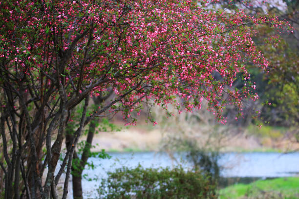 The pink flowers are in full bloom on the Hall crab apple tree.