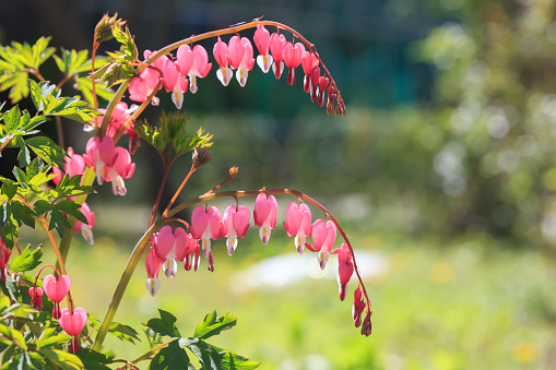 branch of pink bleeding hearts over stones, springtime\nDowners Grove, Illinois  USA