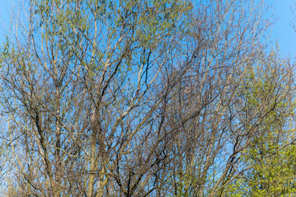 silhouette of a tree in front of the sky
