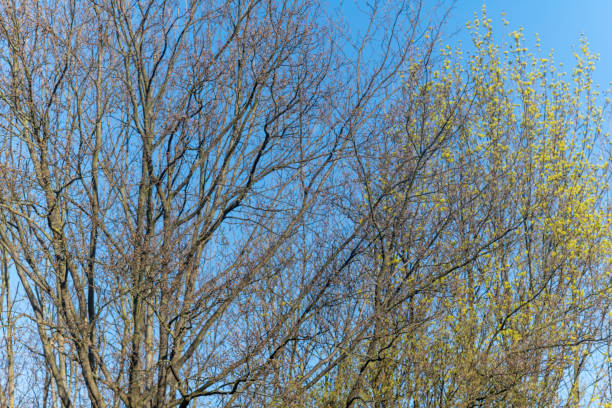 silhouette of a tree in front of the sky