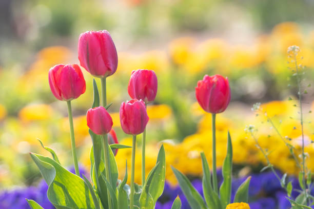 red tulips in the park (vers. 5)