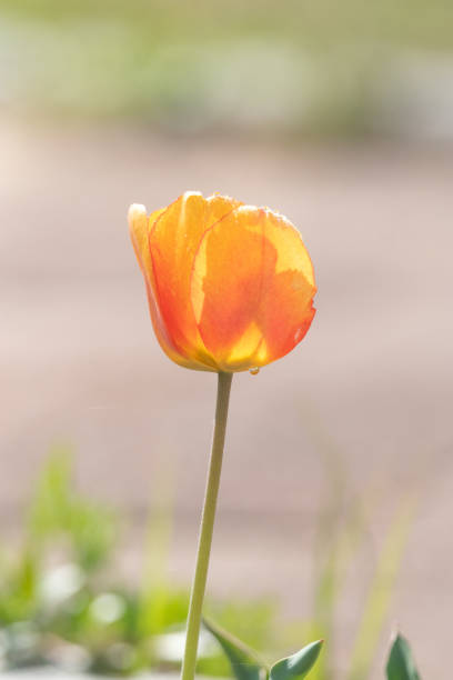 Spring scenery of fields along Korea's Nakdong River with tulips blooming