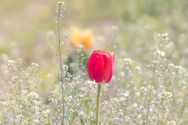 Close-up of  tulips in full bloom with blurry background