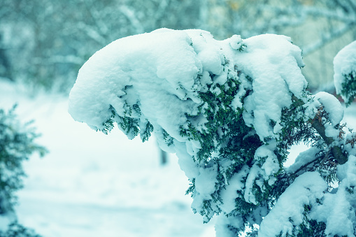 Thuja branch covered with snow after heavy snowfall