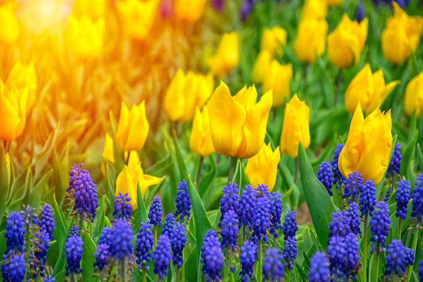Close up shot of yellow tulips in Emirgan Park. The blooming yellow tulip in the spring. Yellow flower tulip lit by sunlight.