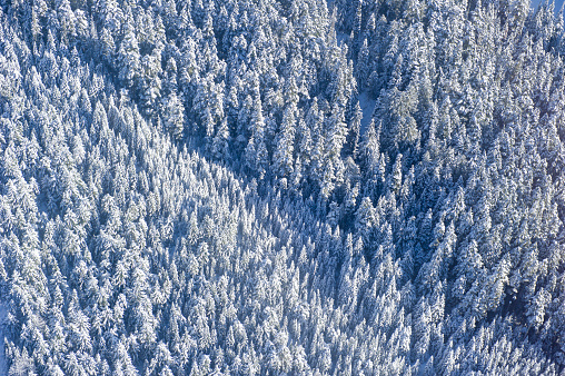 Aerial view of fresh snow covered forest on mountain side