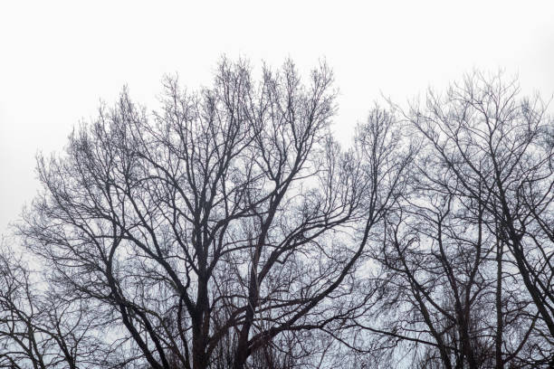 silhouette of a tree in front of the sky