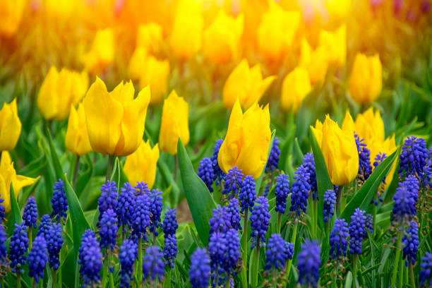 Close up shot of yellow tulips in Emirgan Park. The blooming yellow tulip in the spring. Yellow flower tulip lit by sunlight.