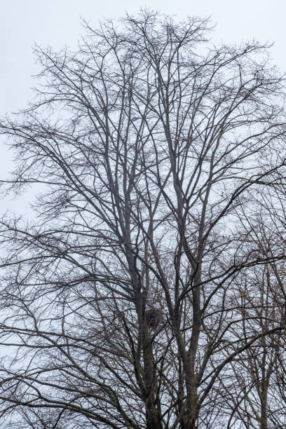 istock silhouette of a tree in front of the sky 2148723892