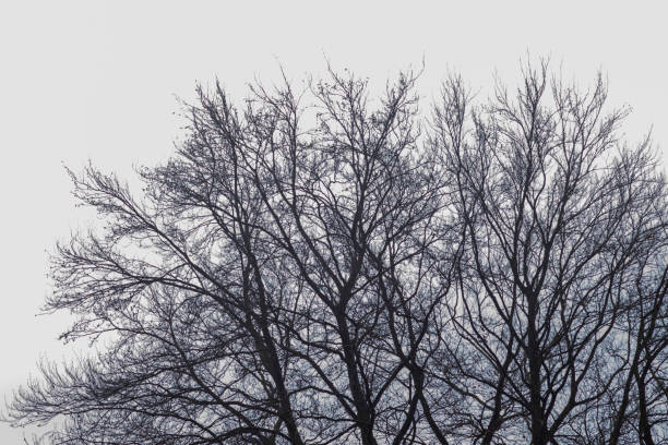 silhouette of a tree in front of the sky