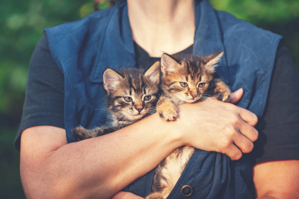 istock Woman holding two stray kittens outdoor 2148723914