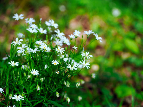 ciecierzyca zwyczajna (stellaria holostea) to roślina, która od wczesnej wiosny obficie kwitnie w lasach dębowo-grabowych. - ziele zdjęcia i obrazy z banku zdjęć