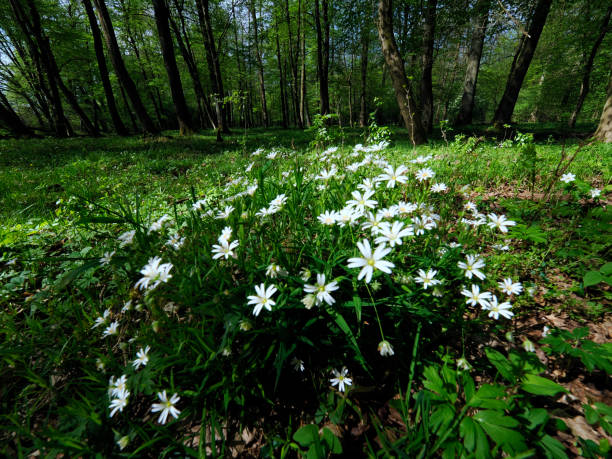 ciecierzyca zwyczajna (stellaria holostea) to roślina, która od wczesnej wiosny obficie kwitnie w lasach dębowo-grabowych. - ziele zdjęcia i obrazy z banku zdjęć