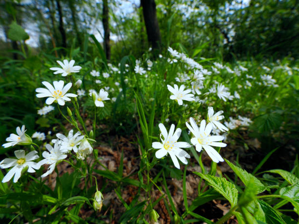 ciecierzyca zwyczajna (stellaria holostea) to roślina, która od wczesnej wiosny obficie kwitnie w lasach dębowo-grabowych. - ziele zdjęcia i obrazy z banku zdjęć