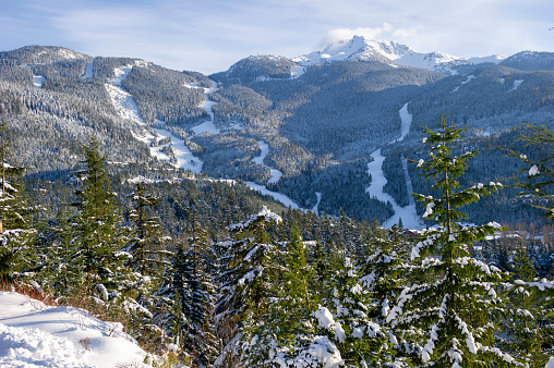 Aerial view of ski slopes and forest in winter